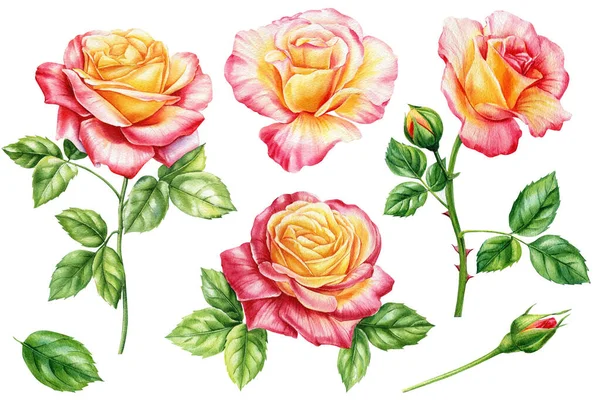 Conjunto Rosas Flor Broto Deixa Elementos Para Convites Casamento Aniversários — Fotografia de Stock