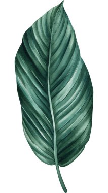 Beyaz arka planda izole edilmiş yeşil tropikal yaprak suluboya çizimi, orman tasarımı. Yüksek kaliteli illüstrasyon