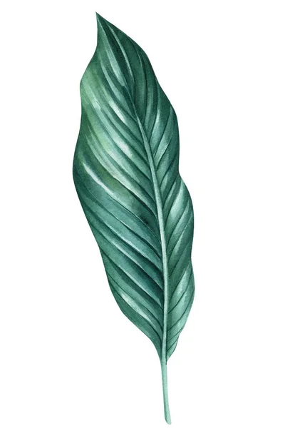 Set Tropischer Blätter Auf Weißem Hintergrund Aquarell Illustration Packpapier Textil — Stockfoto