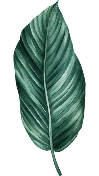 Zielony Liść Tropikalny Izolowany Białym Tle Ilustracja Akwarela Projekt Dżungli — Zdjęcie stockowe