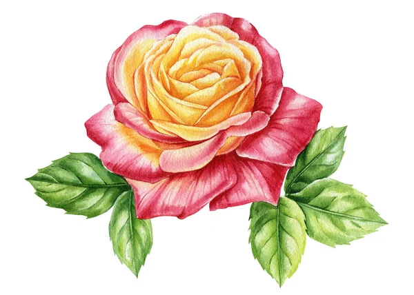 Rosa Sobre Fundo Branco Flor Folhas Ilustração Floral Aquarela Para — Fotografia de Stock