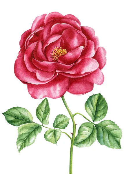 Conjunto Flores Aquarela Ilustração Botânica Rosas Vermelhas Isoladas Fundo Branco — Fotografia de Stock