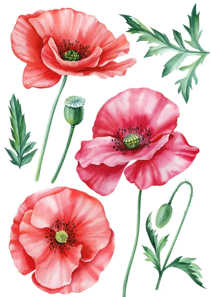 Красные Маки Цветы Цветы Цветочный Набор Элементов Иллюстрация Акварелью Белом — стоковое фото