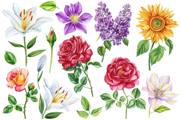 Conjunto Flores Acuarela Ilustraciones Florales Verano Para Invitación Tarjeta Diseño — Foto de Stock
