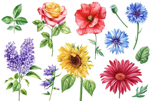 Conjunto Ilustraciones Florales Acuarela Para Invitación Boda Cumpleaños Tarjeta Diseño — Foto de Stock