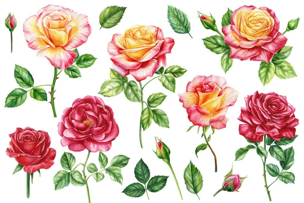 Rose Set Fiore Bocciolo Foglie Elementi Inviti Nozze Compleanni Biglietti — Foto Stock