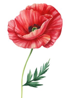 Gelincik çiçeği ve yaprak beyazı arka plan, botanik illüstrasyon, suluboya resim, bitki tasarımı. Elle boyanmış suluboya. - Evet. Yüksek kaliteli illüstrasyon