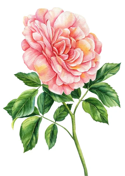 Τριαντάφυλλα Και Φύλλα Λευκό Φόντο Σετ Λουλούδια Βοτανική Απεικόνιση Ακουαρέλα — Φωτογραφία Αρχείου