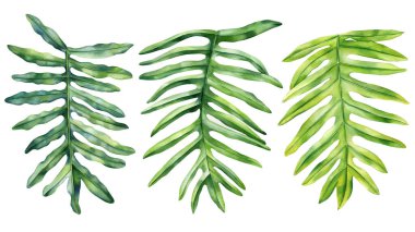 İzole edilmiş arka plan botanik illüstrasyonunda yeşil canavar yaprakları, tropikal bitki örtüsü çizimi. Suluboya palmiye yaprağını hazırlayın. Yüksek kaliteli illüstrasyon