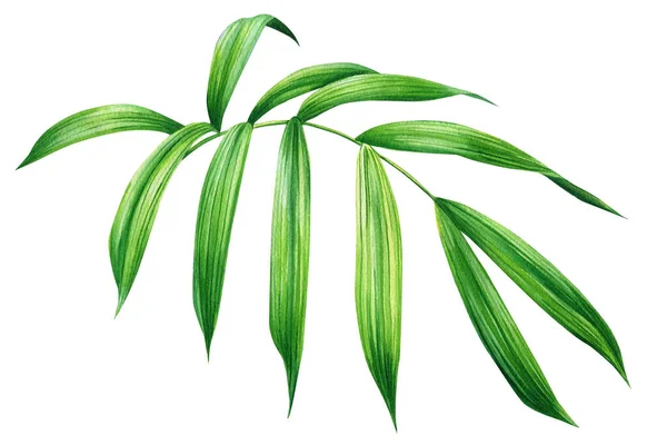 Εικονογράφηση Ζούγκλας Τροπική Χλωρίδα Χέρι Σχέδιο Πράσινο Φύλλο Φοίνικα Απομονωμένο — Φωτογραφία Αρχείου