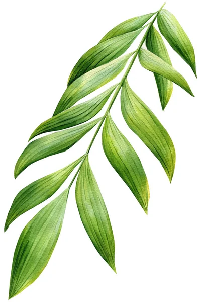 Πράσινα Φύλλα Φοίνικα Απομονωμένο Λευκό Φόντο Βοτανική Απεικόνιση Τροπική Χλωρίδα — Φωτογραφία Αρχείου