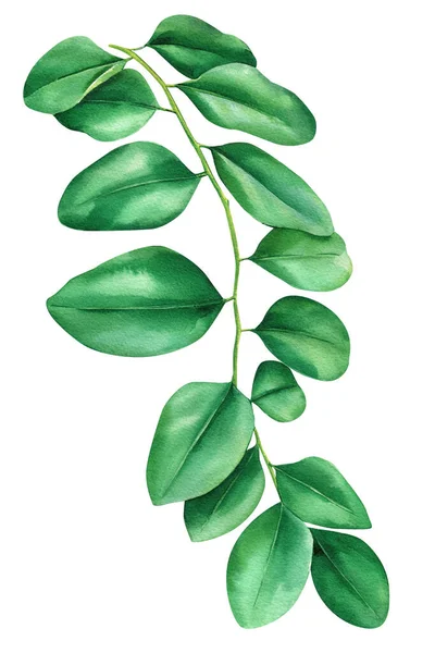 Зелене Пальмове Листя Ізольованому Білому Тлі Ботанічна Ілюстрація Малюнок Рук — стокове фото