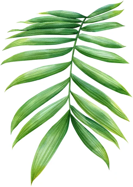 Folhas Palma Verde Fundo Branco Isolado Ilustração Botânica Desenho Mão — Fotografia de Stock