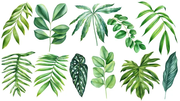 Groene Palmbladeren Geïsoleerde Witte Achtergrond Botanische Illustratie Tropische Flora Handtekening — Stockfoto
