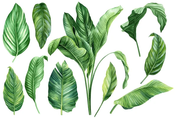 Zöld Pálma Levelek Izolált Fehér Háttér Botanikai Illusztráció Trópusi Növény — Stock Fotó