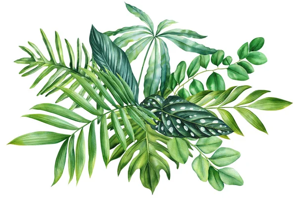 Grüne Palmenblätter Auf Isoliertem Weißem Hintergrund Botanische Illustration Tropische Flora — Stockfoto