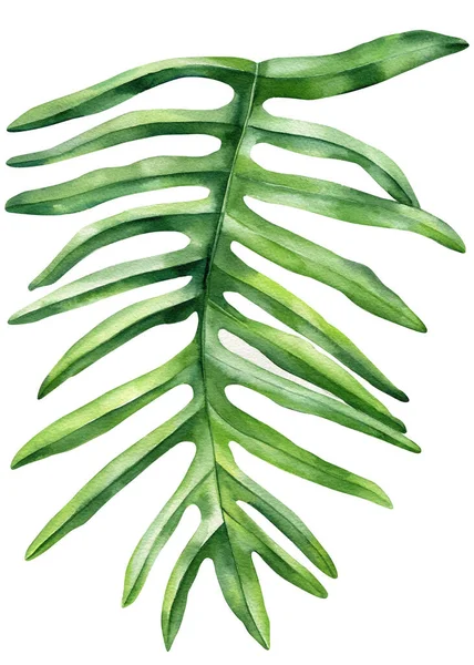Folhas Palma Verde Fundo Branco Isolado Ilustração Botânica Desenho Mão — Fotografia de Stock