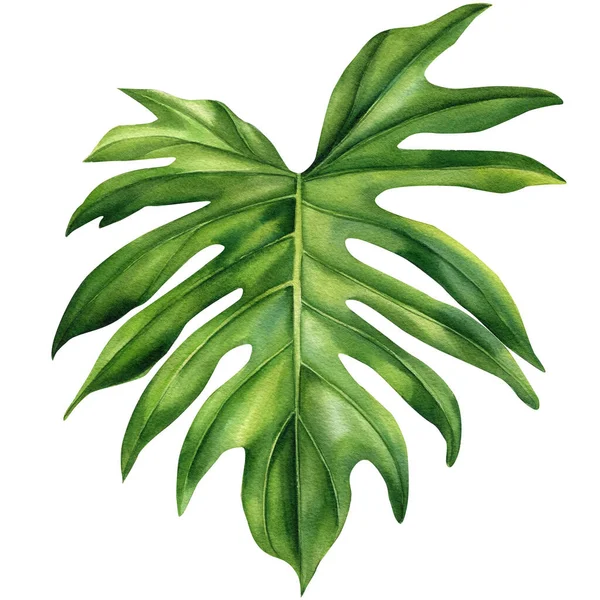 Zöld Pálmalevél Elszigetelt Fehér Háttérrel Botanikai Trópusi Flóra Akvarell Illusztráció — Stock Fotó