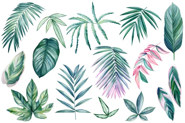 Exotische Pflanzen Palmenblätter Auf Isoliertem Weißem Hintergrund Aquarell Illustration Blaues — Stockfoto