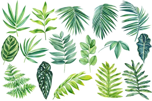 Tropické Rostliny Nastaveny Palmový List Zelené Listy Malované Ručně Akvarelem — Stock fotografie