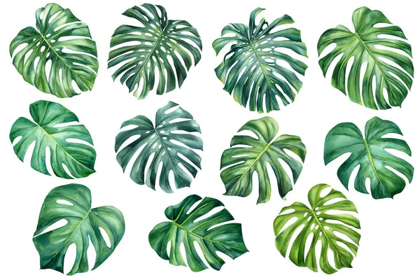 Jungle botanical watercolor illustrations, floral elements. Monstera, green palm leaves. Tropical leaves set. High quality illustration