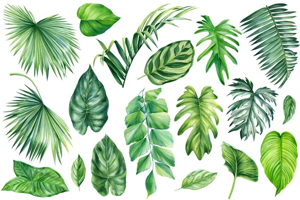 Φύλλα Φοίνικα Καλοκαιρινό Σετ Ακουαρέλα Πράσινη Χλωρίδα Ζωγραφική Για Την — Φωτογραφία Αρχείου