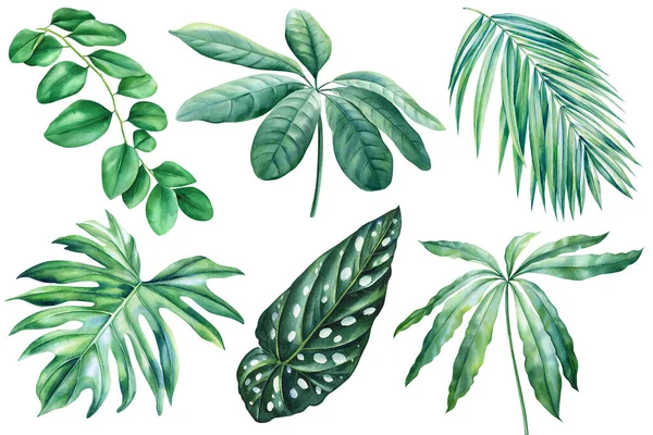 Groep Exotische Bladeren Groene Palmbladeren Geïsoleerde Achtergrond Botanische Illustratie Aquarel — Stockfoto