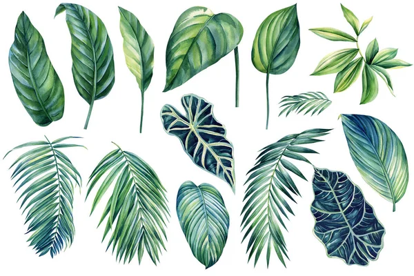 Ilustrações Aquarela Folhas Palmeira Tropicais Isoladas Sobre Fundo Branco Ilustração — Fotografia de Stock