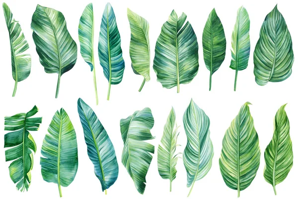Watercolor Palm leaves, summer set on isolated white background, watercolor botanical painting. Banana leaf illustration. High quality illustration