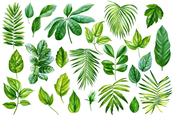 Akvarell Tropiska Växter Som Palmblad Isolerad Vit Bakgrund Exotisk Flora — Stockfoto