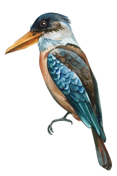 Pássaro Tropical Kookaburra Isolado Fundo Branco Watercolor Ilustração Desenhada Mão — Fotografia de Stock