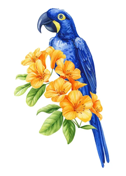热带的鸟在枝条上 黄色的花在白色的背景上 水彩画手绘插图 蓝色的金刚鹦鹉和花朵高质量的例证 — 图库照片