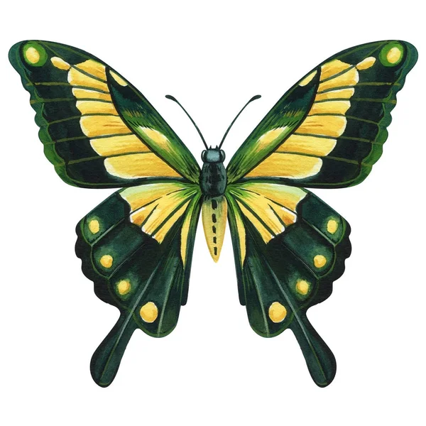 Mooie Exotische Vlinder Vliegen Geïsoleerd Witte Achtergrond Aquarel Hand Getekend — Stockfoto