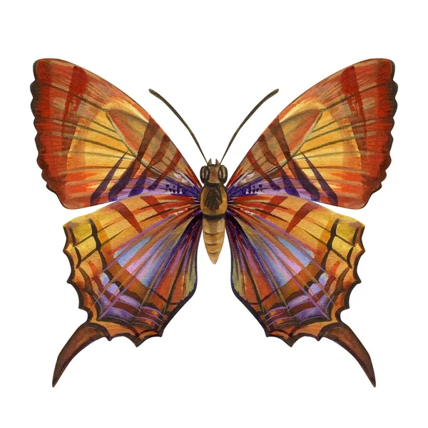 美丽的异国情调的蝴蝶在白色的背景上独自飞翔 水彩画手绘插图 高质量的例证 — 图库照片