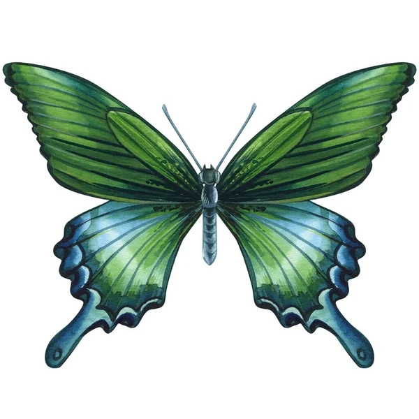 Borboleta Exótica Bonita Voando Isolado Fundo Branco Watercolor Ilustração Desenhada — Fotografia de Stock