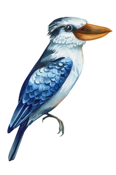 Тропічний Синій Птах Кукабара Ізольований Білому Тлі Акварельний Малюнок Ручної — стокове фото