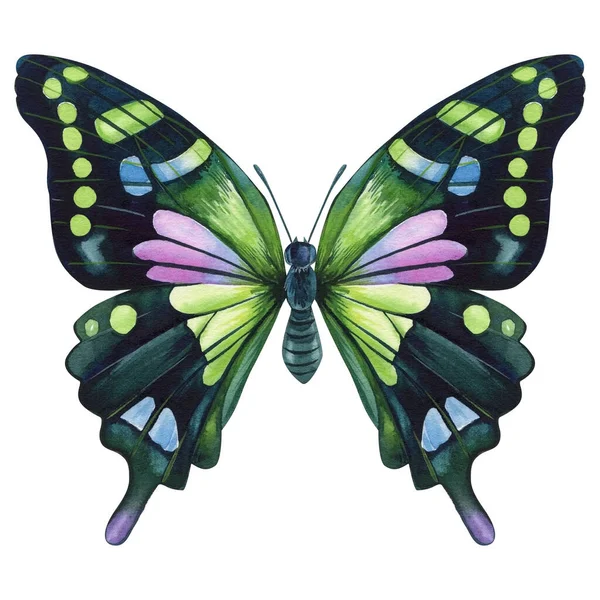 Hermosa Mariposa Exótica Volando Aislada Sobre Fondo Blanco Acuarela Ilustración —  Fotos de Stock