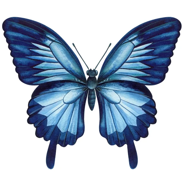 被白色背景隔离的热带蓝色蝴蝶 水彩画手绘插图 高质量的例证 — 图库照片