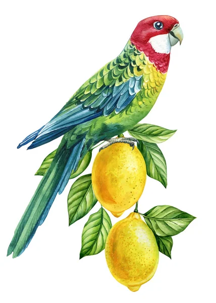 热带鸟类生长在枝条上 果实呈白色 水彩画插图 鹦鹉和柠檬 高质量的例证 — 图库照片