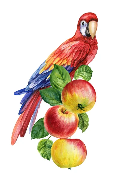 Uccello Tropicale Ramo Con Mele Sfondo Bianco Illustrazione Disegnata Mano — Foto Stock