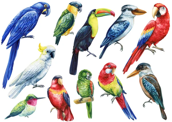 Tropical bird. macaw parrot and cockatoo, kookaburra, toucan and hummingbird, white isolated background, watercolor hand drawn. High quality illustration