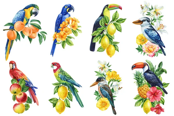 热带的鸟儿在枝条上结满了果实 花朵在白色的背景上 水彩画触须鹦鹉 金刚鹦鹉和考卡布拉高质量的例证 — 图库照片
