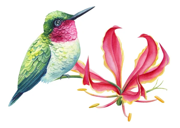 Pájaro Tropical Colibrí Sienta Sobre Una Flor Lirio Rosa Fondo — Foto de Stock