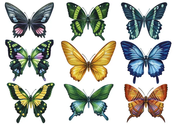 一组热带明亮的蝴蝶 背景为白色 水彩画手绘插图 高质量的例证 — 图库照片