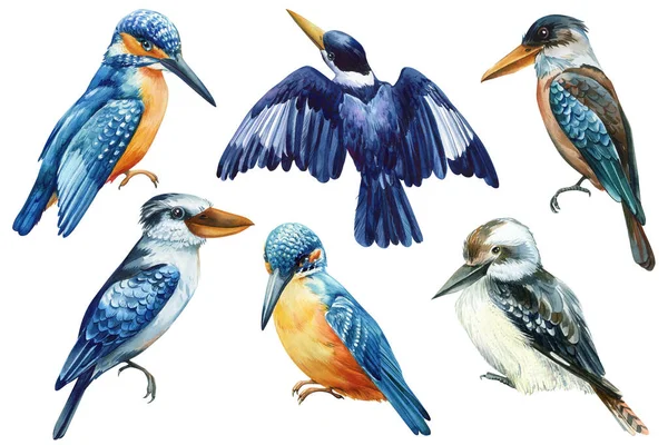 Conjunto Pássaros Kookaburra Kingfisher Fundo Isolado Branco Aquarela Desenho Mão — Fotografia de Stock