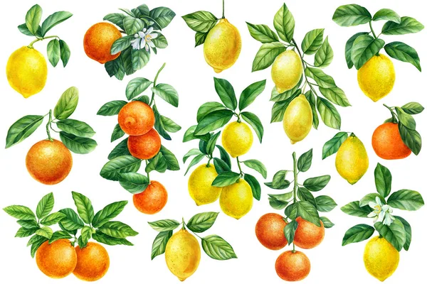 緑の葉で枝 白い背景に熟した果物のセット 水彩画 柑橘類のオレンジ レモン みかん 高品質のイラスト — ストック写真