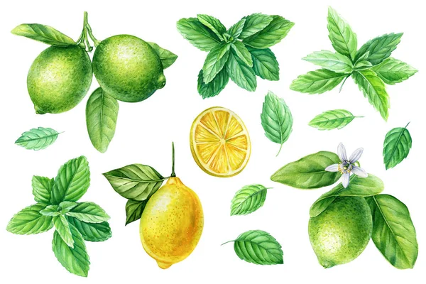 Minz Zitronen Und Limettenblätter Isoliert Auf Weißem Hintergrund Handgezeichnete Aquarell — Stockfoto