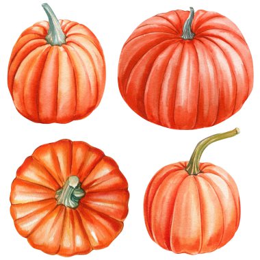 İzole edilmiş beyaz arka planda balkabağı, izole edilmiş beyaz arkaplanda sonbahar seti, suluboya resimli el çizimi. Yüksek kaliteli illüstrasyon