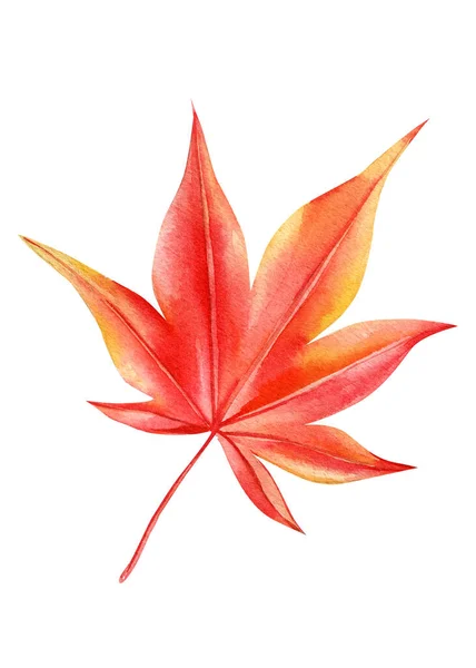 Watercolor Maple Leaf Beautiful Colorful Autumn Leaf Isolated White Background — Stock Photo, Image