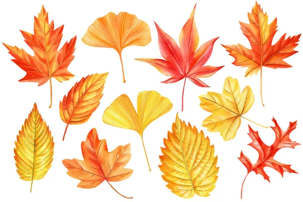 Collection Autumn Watercolor Leaves Isolated White Background Maple Leaf Red — Stock Photo, Image